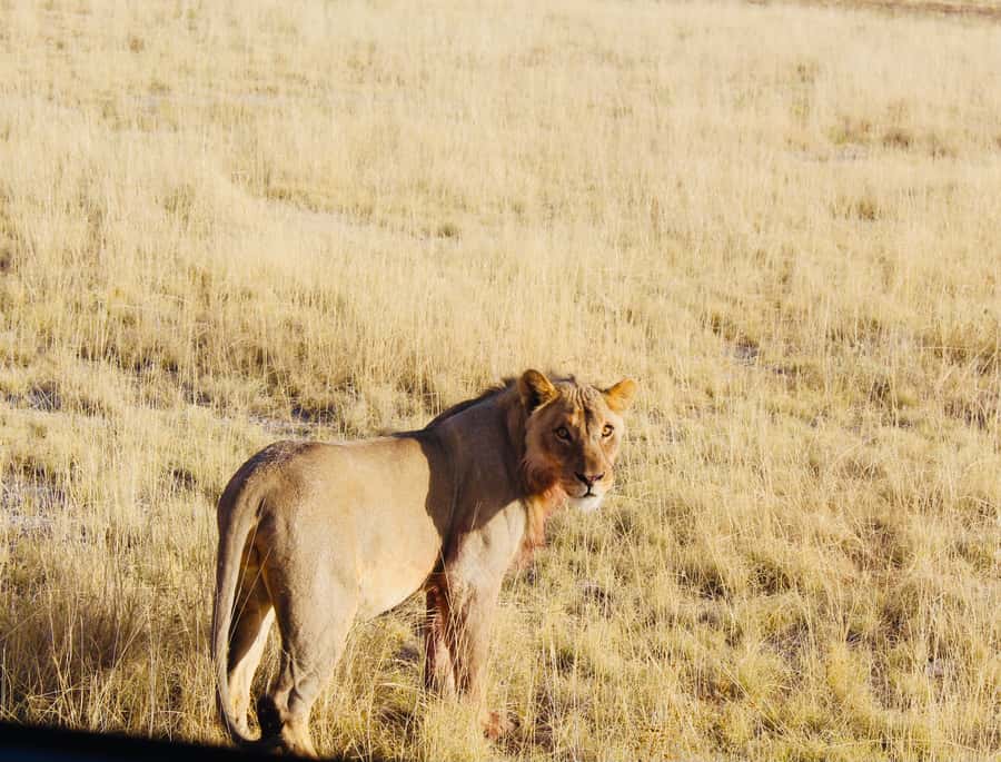 Etosha National Park: Full or Half-Day Game Drive - Waterholes, animal behavior, and photo time