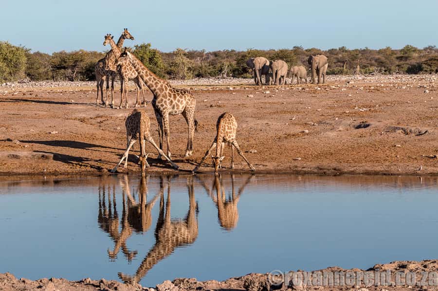 Etosha National Park: Full or Half-Day Game Drive - The midday break inside the park