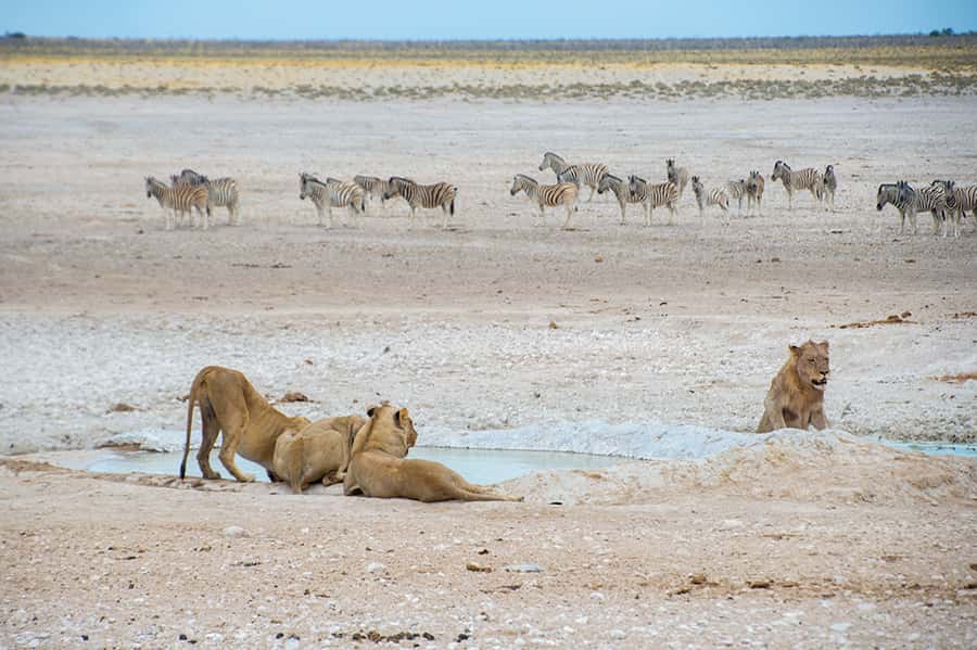 Etosha National Park: Full or Half-Day Game Drive - The afternoon drive and return to Anderson Gate