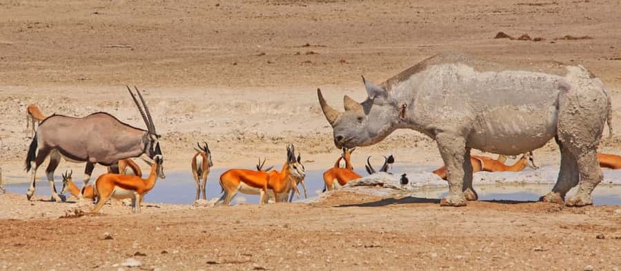Etosha National Park: Full or Half-Day Game Drive - Full-day or half-day: which should you choose?