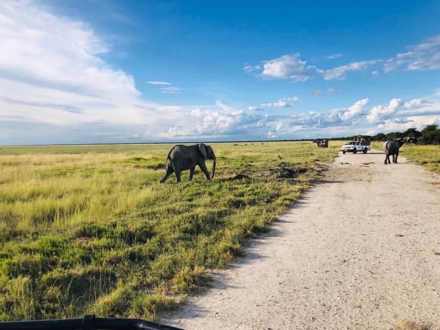 Etosha National Park: Full or Half-Day Game Drive - What to pack for a comfortable safari