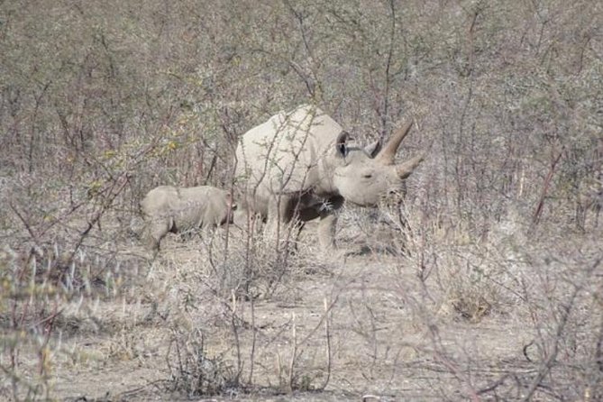 ETOSHA PARK SAFARI with local guides in 9-seater 4x4s - Wildlife viewing is exciting, but never guaranteed