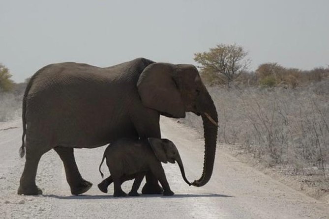 ETOSHA PARK SAFARI with local guides in 9-seater 4x4s - Picnic time in an enclosed savannah area