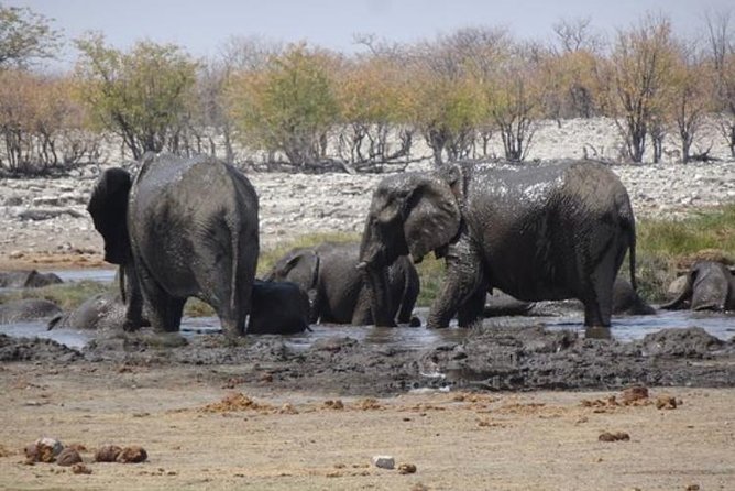 ETOSHA PARK SAFARI with local guides in 9-seater 4x4s - Heat, winter mornings, and the African Massage
