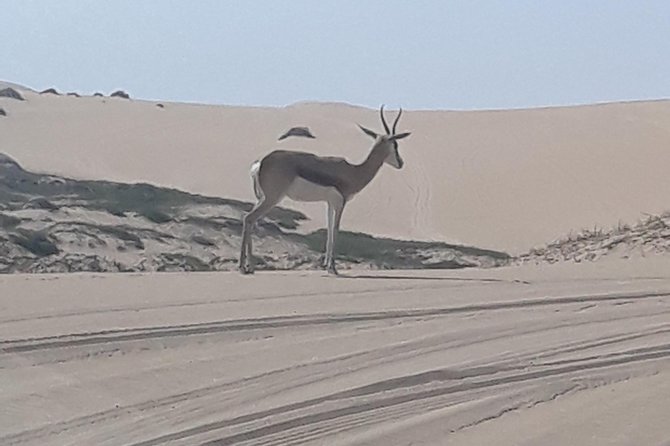 Exhilarating Sandwich Harbour 4x4: Guided Self drive experience - From Swakopmund to Walvis Bay