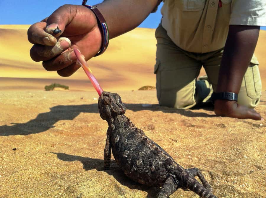 From Swakopmund: Living Dunes Experience - The Namib is alive beneath your feet
