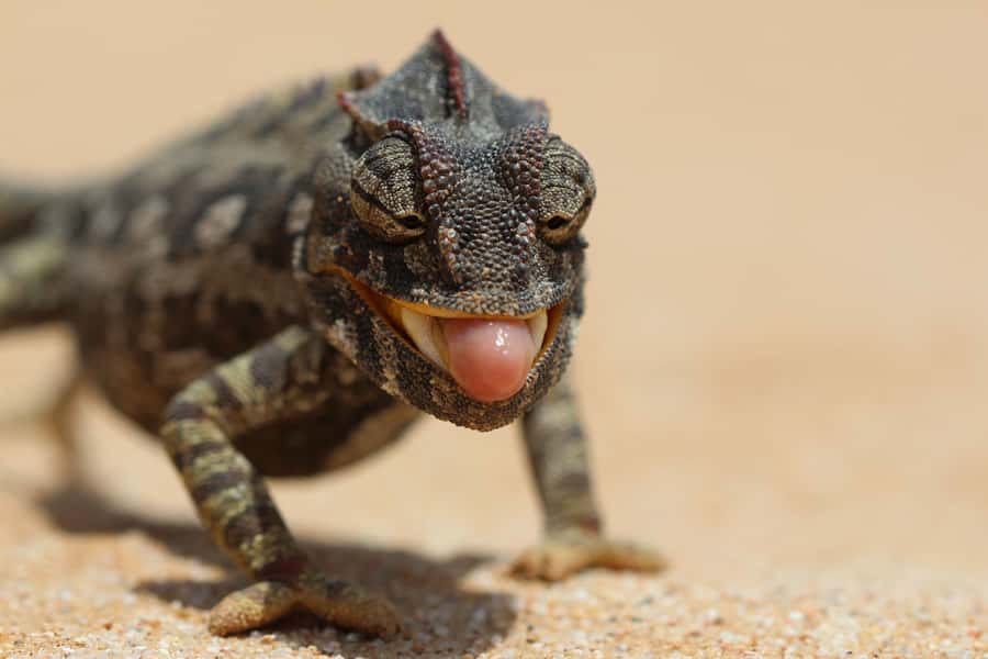 From Swakopmund: Living Dunes Experience - The animals you may find in the sand