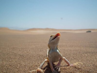From Swakopmund: Living Dunes Experience