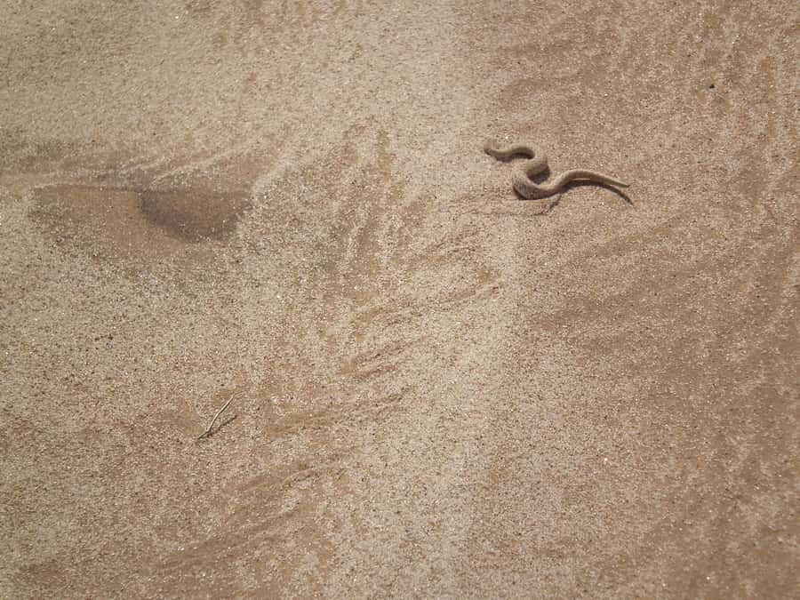 From Swakopmund: Living Dunes Experience - A careful approach to desert wildlife