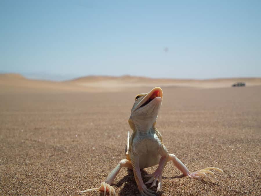 From Swakopmund: Living Dunes Experience - Learning to read tiny tracks