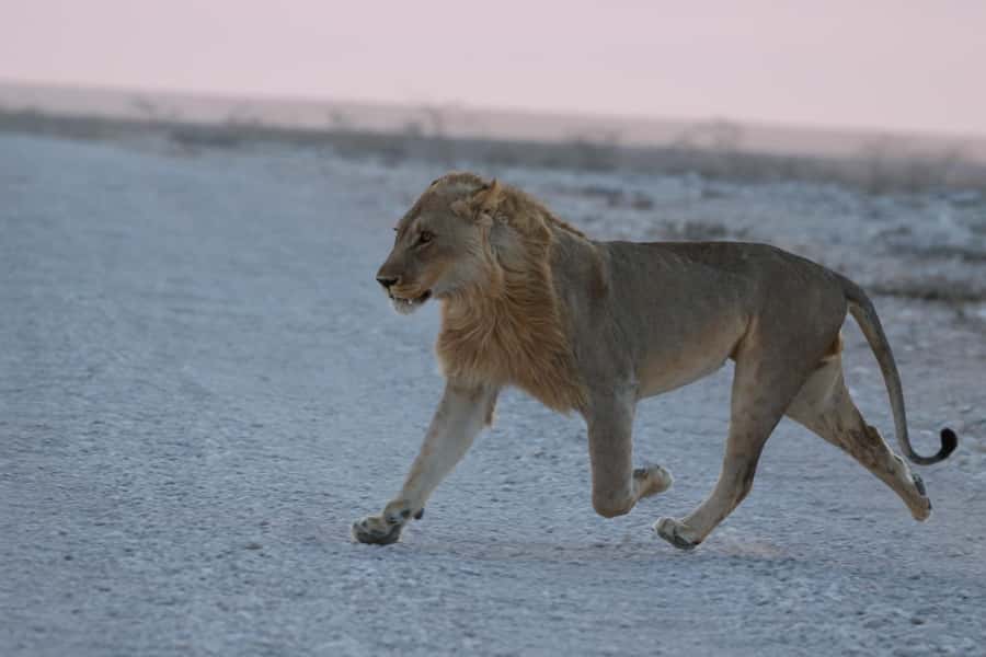 From Windhoek: 3-Day Etosha with Lodge Accommodation - Key points to know before booking