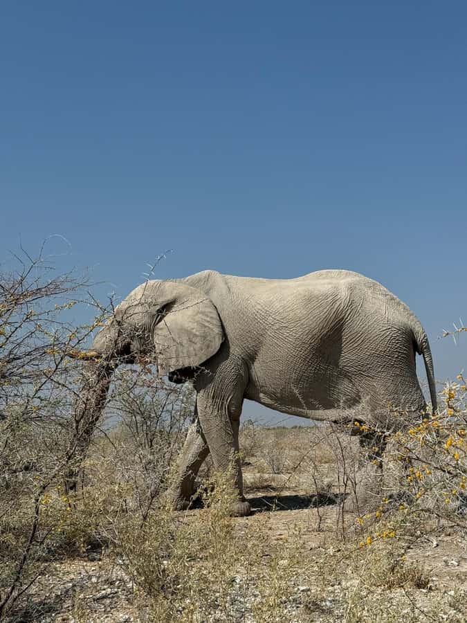 From Windhoek: 3-Day Etosha with Lodge Accommodation - Why this three-day Etosha plan works