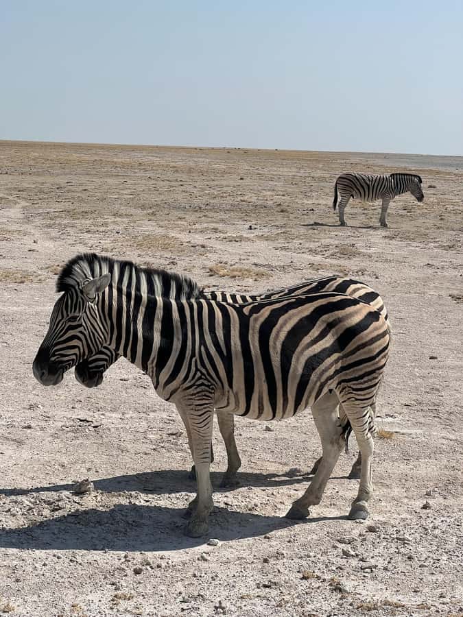 From Windhoek: 3-Day Etosha with Lodge Accommodation - Okaukuejo after dark: the trip’s special moment