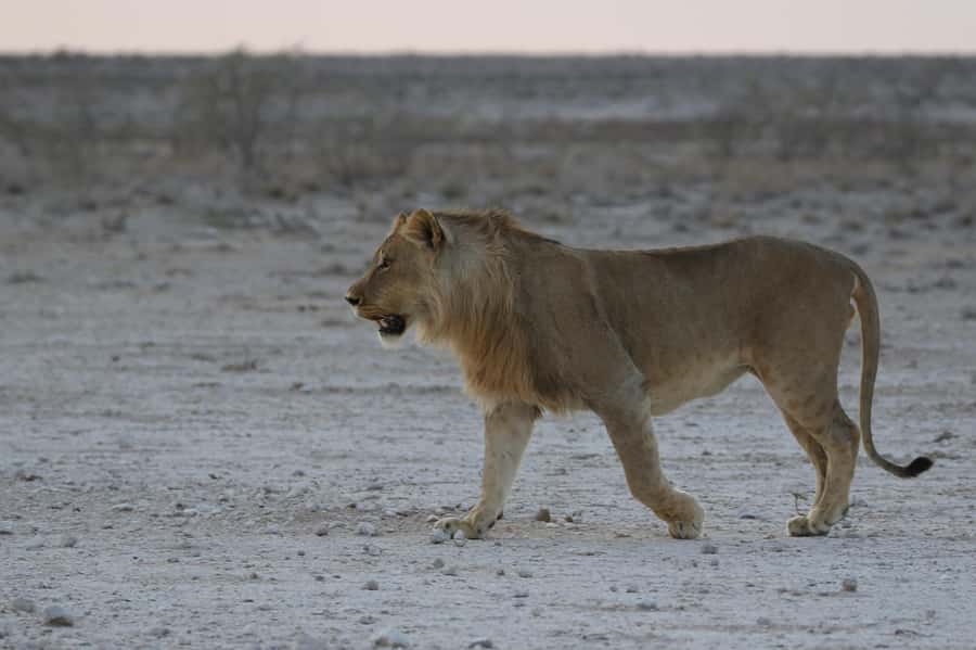 From Windhoek: 3-Day Etosha with Lodge Accommodation - Wildlife expectations in Etosha