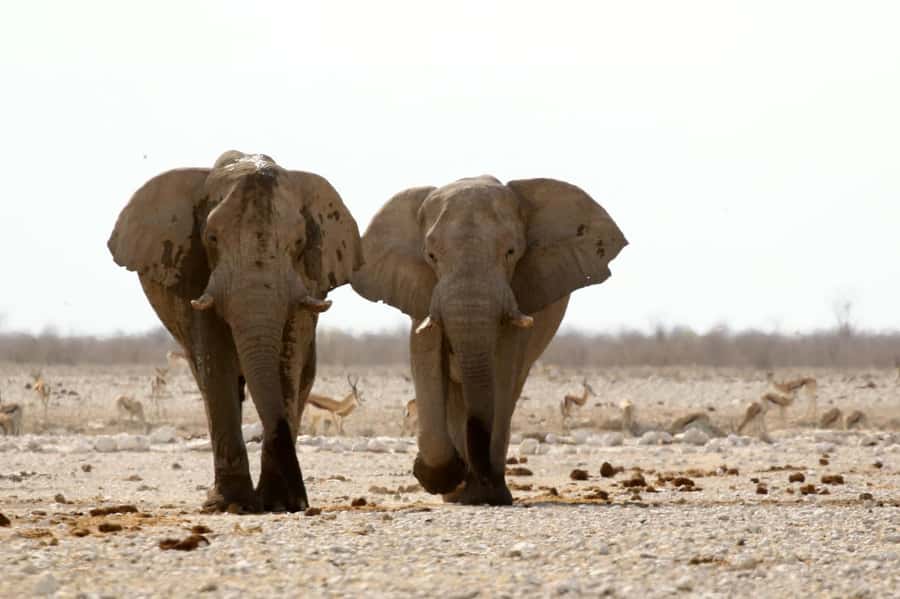 From Windhoek: 3-Day Etosha with Lodge Accommodation - Practical advice for a smoother three days