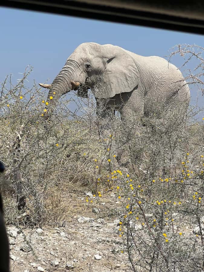 From Windhoek: 3-Day Etosha with Lodge Accommodation - Day one: Windhoek to Okaukuejo