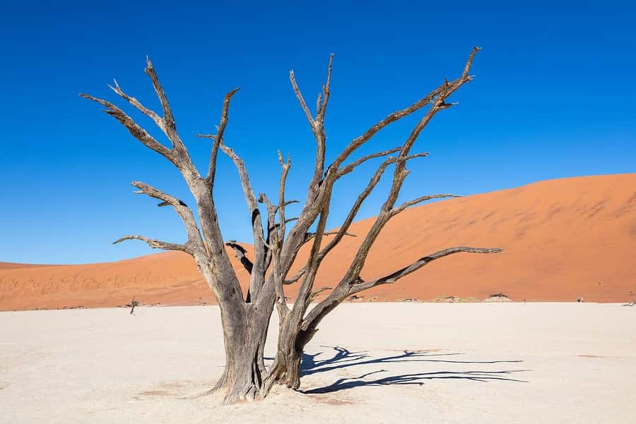 From Windhoek: 3-Day Sossusvlei Shared Shuttle Tour - Key points to know before booking