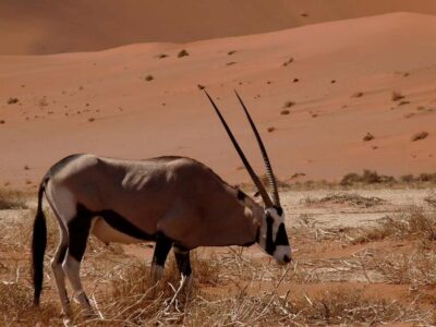 3-Day Sossusvlei Shared Shuttle Tour