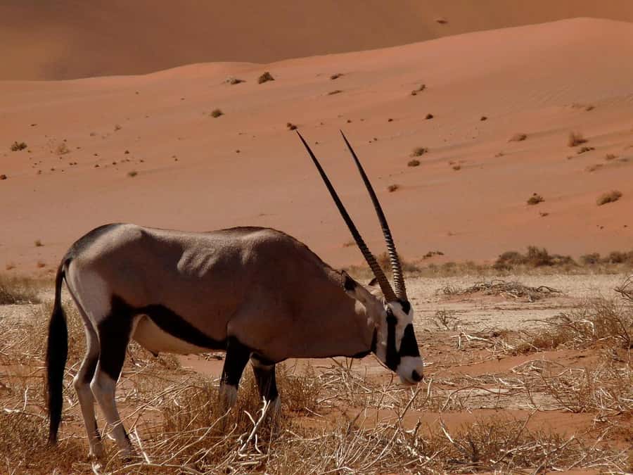 From Windhoek: Budget Sossusvlei Guided 2-Day Tour - The overnight stay and what is included