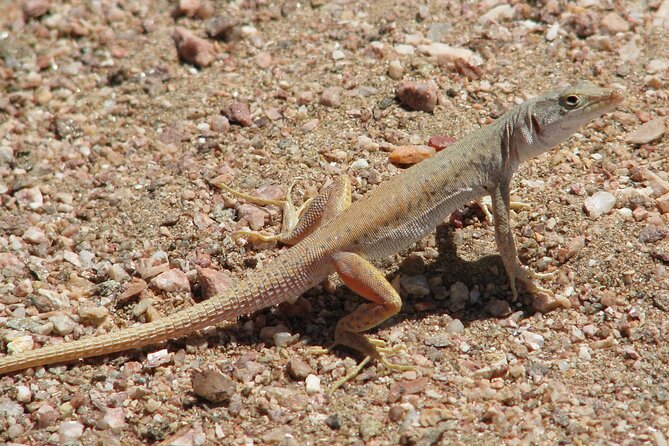 Full-Day Tour in Namib Desert from Swakopmund, Namibia - Picnic lunch during a seven-hour day