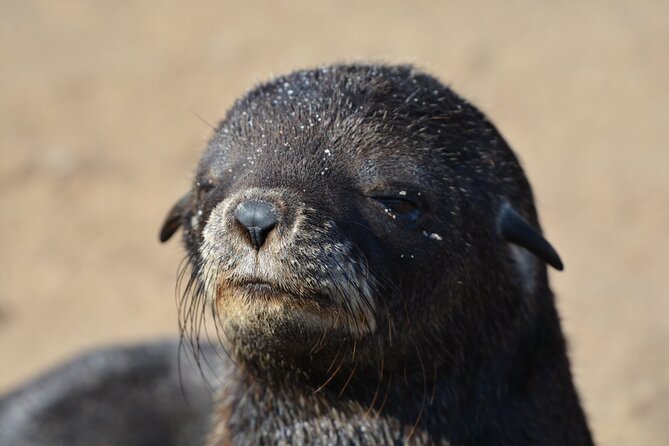 Half Day Original Seal Kayak Adventure, Pelican Point, Walvis Bay - The eco-friendly side of the experience