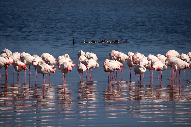 Half Day Original Seal Kayak Adventure, Pelican Point, Walvis Bay - Planning around weather, groups, and cancellation