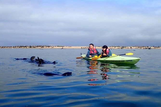 Half Day Original Seal Kayak Adventure, Pelican Point, Walvis Bay - Wildlife viewing without a circus atmosphere