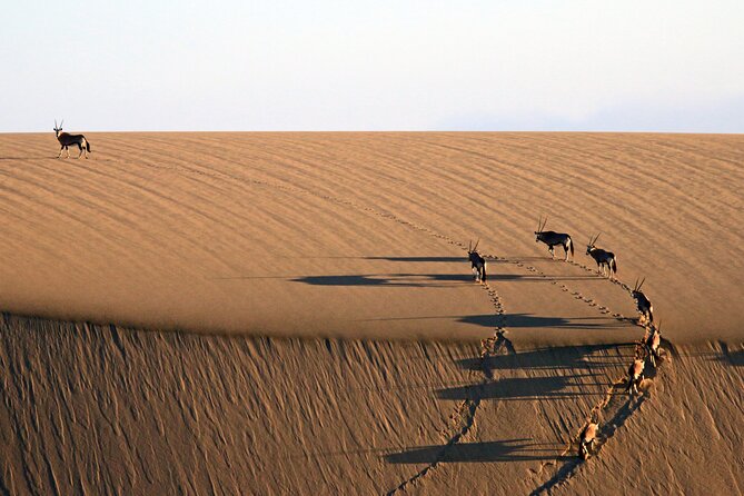 Half-Day Sandwich Harbour Tour from Walvis Bay with Lunch - Lunch with oysters on the sand
