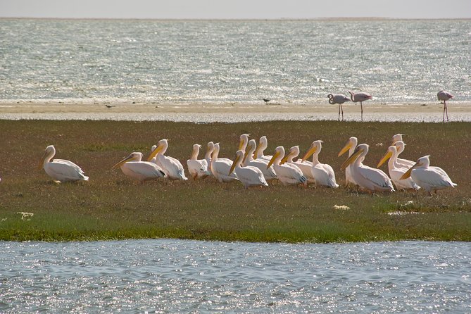 Kayaking and Sandwich Habour Guided Day Tour from Walvis Bay - Two Namibian worlds in one eight-hour day