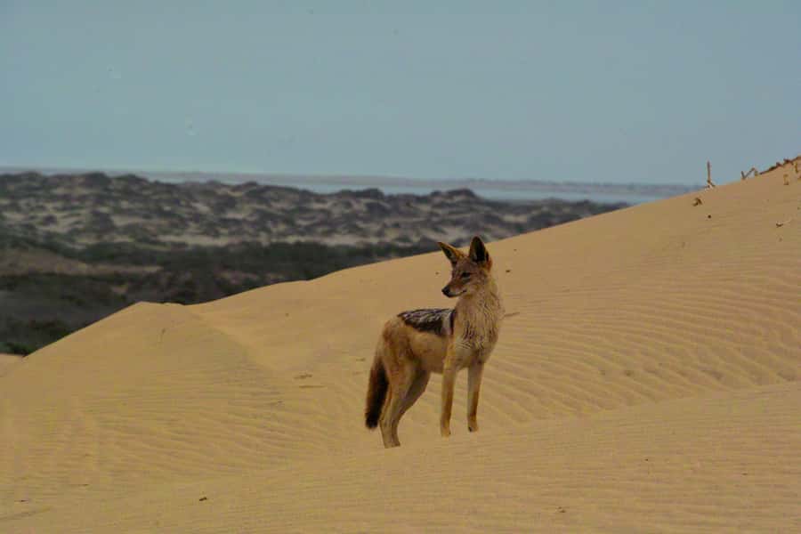 Kayaking and Sandwich Harbour Combo Tour - Crossing the Namib Desert toward Sandwich Harbour