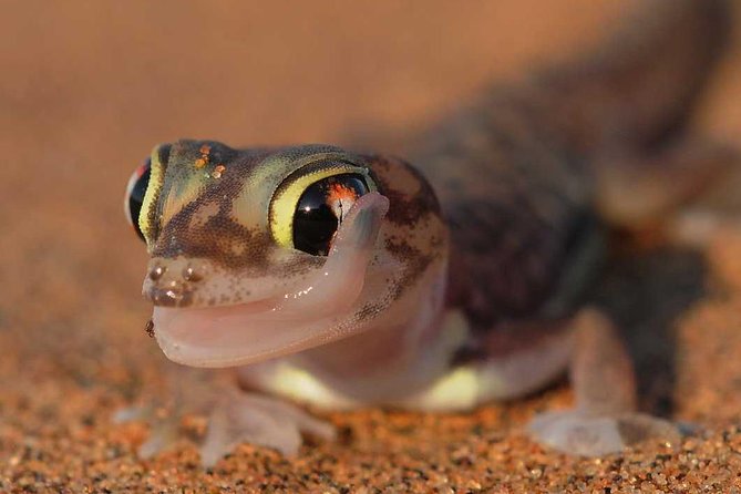 Living Desert Eco Dune Tour - Key points to know before booking