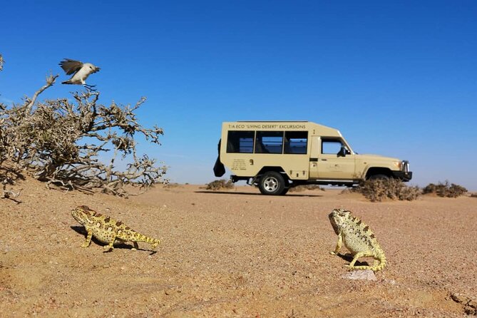 Living Desert Eco Dune Tour - Why the Namib looks empty, but is not