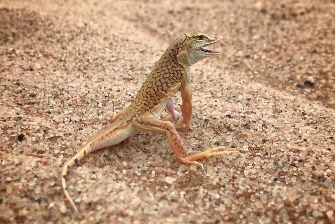 Living Desert Eco Dune Tour - What the guide adds to the experience