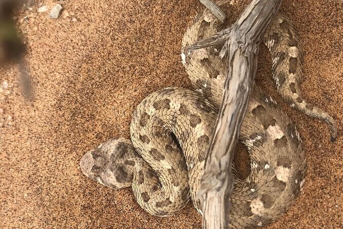 Living Desert Eco Dune Tour - What the $60.39 price really covers