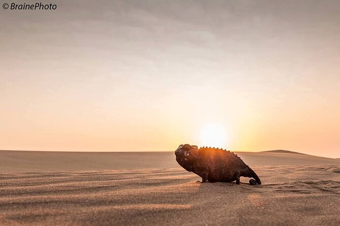 Living Desert Eco Dune Tour - Who will enjoy this dune tour most