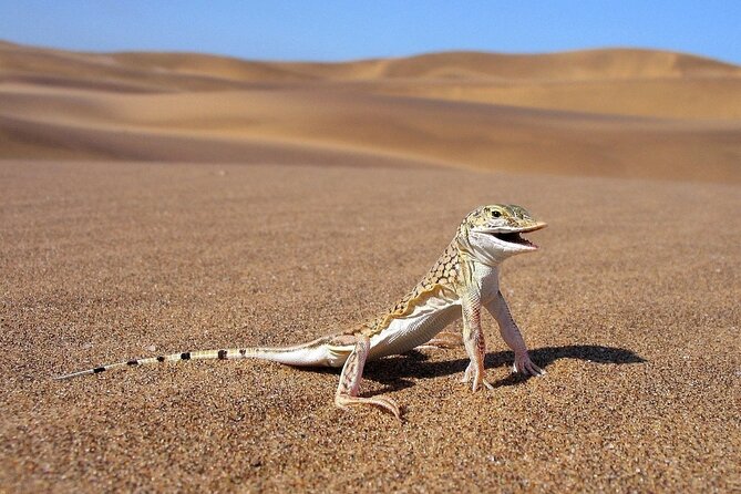 LIVING DESERT TOUR (Little 5 tour) - Private touring and the value of $68.97