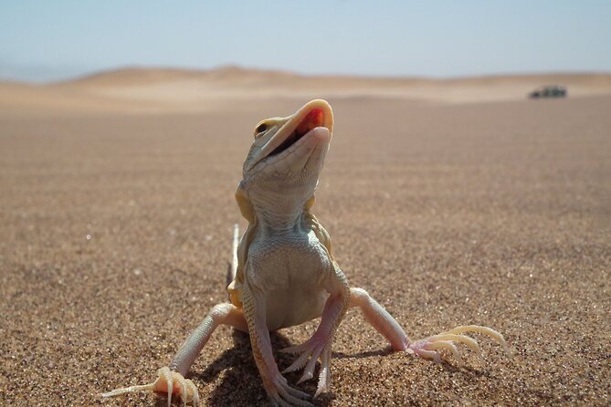 Living Dunes Experience from Swakopmund - Why the guide makes or breaks this outing
