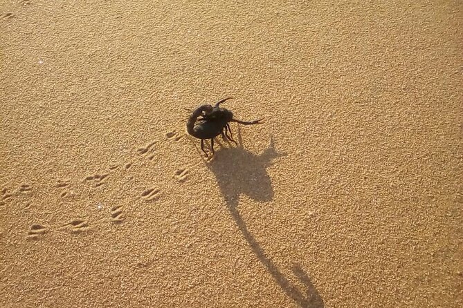 Living Dunes Experience from Swakopmund - What $51.29 includes, and what it represents