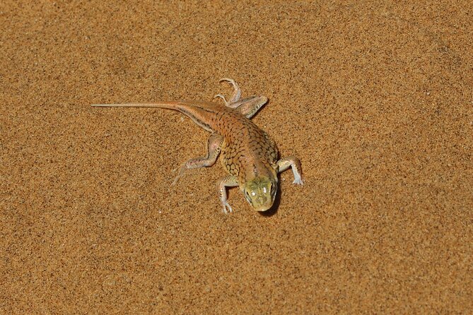 Living Dunes Experience from Swakopmund - Who will enjoy this most
