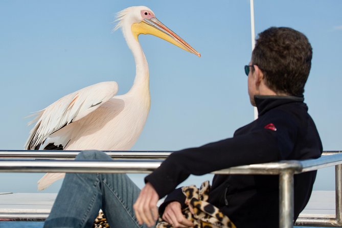 Marine Dolphin Seal Cruise - Key points to know before booking