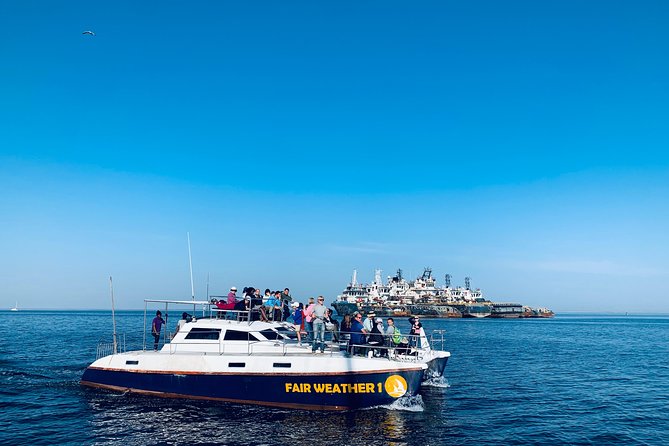 Marine Dolphin Seal Cruise - Oysters, bubbly, and a proper morning meal