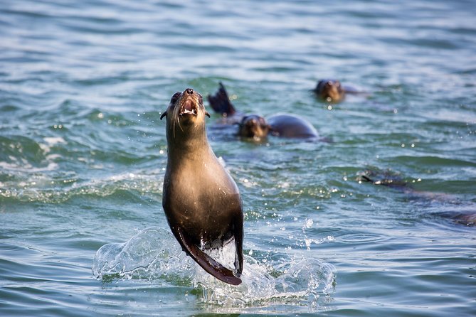 Marine Dolphin Seal Cruise - The guide and crew make the difference