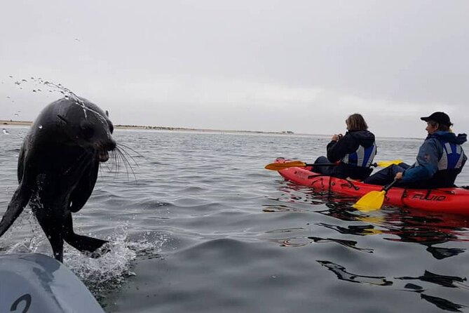 Mola Mola Kayaking Experience with a Licensed Guide - Starting at Walvis Bay Waterfront at 7:45 am