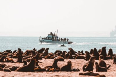 Mola Mola Marine Dolphin Cruise & Beach Braai on Pelican Point