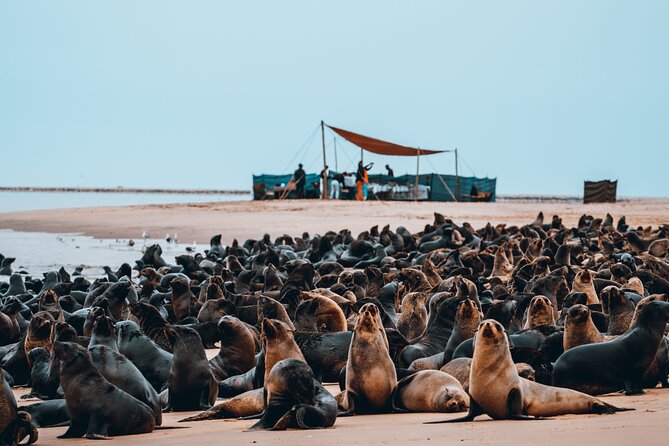 Mola Mola Marine Dolphin Cruise & Beach Braai on Pelican Point - Who will enjoy this cruise most