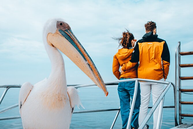 Mola Mola Marine Dolphin Cruise & Beach Braai on Pelican Point - What the strongest praise tells you