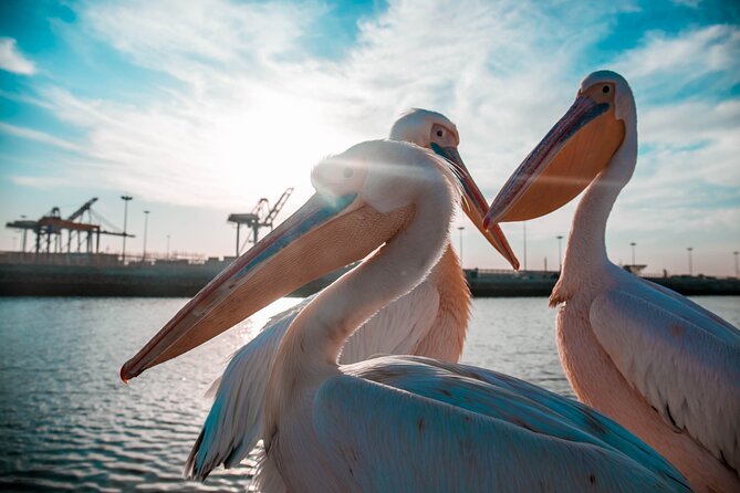Mola Mola Marine Dolphin Cruise & Beach Braai on Pelican Point - Practical details that affect your decision