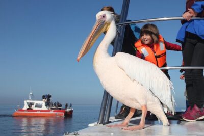 Mola Mola Marine Dolphin Cruise from the Walvis Bay Waterfront to Pelican Point