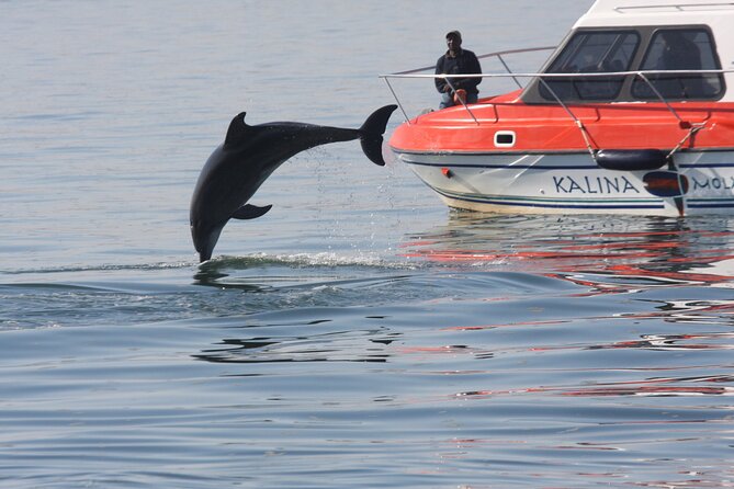 Mola Mola Marine Dolphin Cruise from the Walvis Bay Waterfront to Pelican Point - A protected bay, not a rough offshore expedition