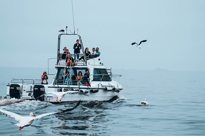 Mola Mola Marine Dolphin Cruise from the Walvis Bay Waterfront to Pelican Point - Group size and the feel of the boat